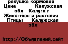 ракушка кормовая › Цена ­ 1 400 - Калужская обл., Калуга г. Животные и растения » Птицы   . Калужская обл.